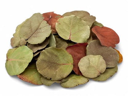 40 Natural Sea Grape Leaves – Florida Harvested, Organic, No Pesticides – Leaf Litter for Hermit Crabs, Reptiles, Terrariums, Crafts