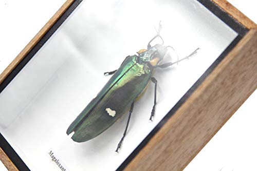 Jewel Beetle Mounts Insect Animals Taxidermy in Framed (Magaloxantsa Bilocor) - style: Magaloxantsa Bilocor