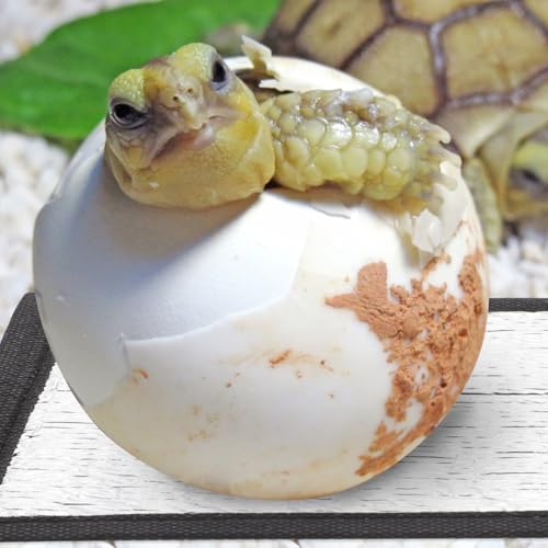 balacoo 2 Pcs Reflective Insulation Reptile Mat - 11.8" Under Tank Thermal Film for Snake Lizard Turtle - Maximizes Warmth for Reptile Heat Pad & Heat Tape