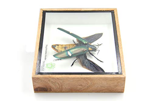 Jewel Beetle Mounts Insect Animals Taxidermy in Framed (Magaloxantsa Bilocor(Open Wings) - style: Magaloxantsa Bilocor(open wings