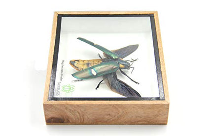 Jewel Beetle Mounts Insect Animals Taxidermy in Framed (Magaloxantsa Bilocor(Open Wings) - style: Magaloxantsa Bilocor(open wings