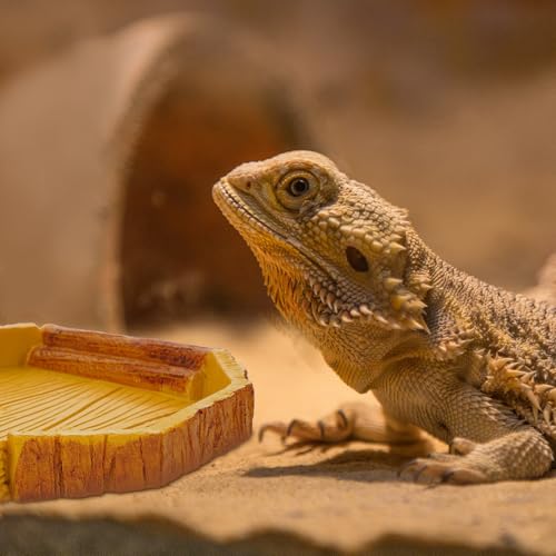 SUPVOX Resin Reptile Food Feeder and Water Container for Tortoises and Lizards, Pet Feeding Bowl Compatible with Terrariums and Reptile Habitats