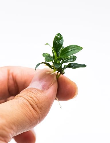 Anubias Nana Pangolino - Live Aquarium Plant, Perfect for Nano Tanks, Terrariums, Easy Maintenance, Freshwater Aquascaping (1)