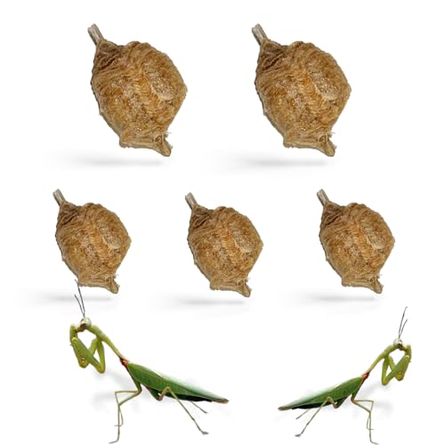 Praying Mantis Ootheca Egg Case (Five Egg Case) | Beneficial for Stem Education and Gardening, Each Egg Case Produces Approximately up to 400 Baby Nymphs (T Sinensis) - size: Pack of 5