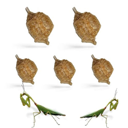 Praying Mantis Ootheca Egg Case (Five Egg Case) | Beneficial for Stem Education and Gardening, Each Egg Case Produces Approximately up to 400 Baby Nymphs (T Sinensis) - size: Pack of 5