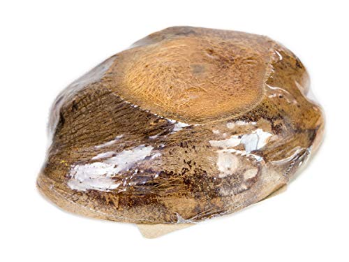 Josh's Frogs Natural Coco Bowl
