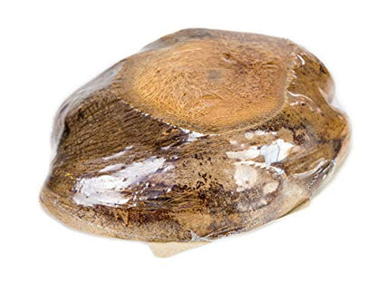 Josh's Frogs Natural Coco Bowl