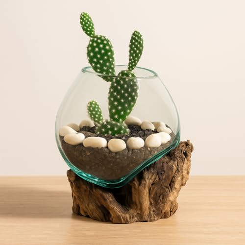 Cape Craftsmen 7" Hand-Blown Blue Tinted Bubble Glass On Natural Teak Driftwood Terrarium Kit | Home Décor Indoor Planter with Stand | Pot for Succulent and Plants - size: Small (With Stand)