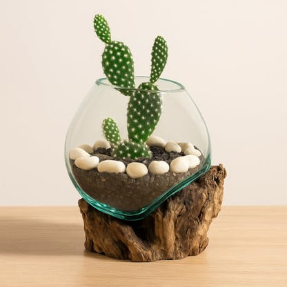 Cape Craftsmen 7" Hand-Blown Blue Tinted Bubble Glass On Natural Teak Driftwood Terrarium Kit | Home Décor Indoor Planter with Stand | Pot for Succulent and Plants - size: Small (With Stand)