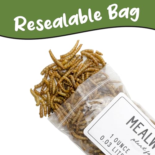 Soil Sunrise Carnivorous Plant Food Dried Mealworms (1oz), for Feeding Carnivorous Plants (Venus Fly Trap, Pitcher Plant, Sundews, Etc.)