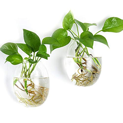 Kingbuy Egg Shaped for Propagating Hydroponic Plants 2 Pack Wall Planter | Borosilicate glass, clear & durable. Egg-shaped wall-mounted vases. Ideal for hydroponics, air plants, cuttings. Great gift. - color: Ellipse Shape