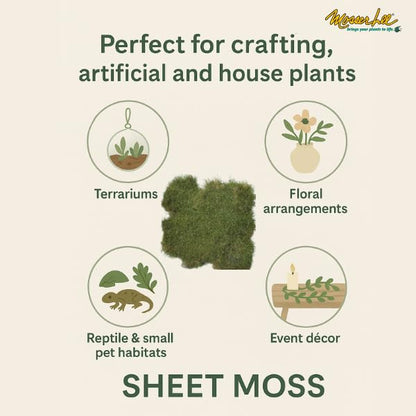Mosser Lee ML0480 Natural Green Sheet Moss – 520 sq. in. – Organic Decorative Moss for Terrariums, Planters, Crafts & Moisture Retention - style: 520 Sqaure Inch