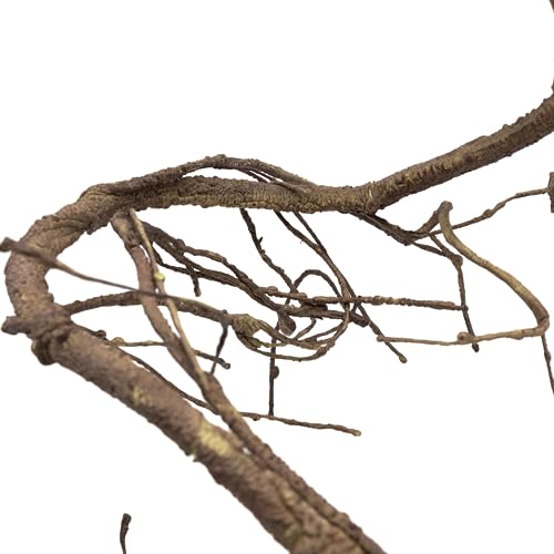 Pangea Reptile Ultimate Vine for Terrarium Habitat (Brown) | 6 ' Long Large Diameter Foam Vine for Reptile Enclosures, Bendable, Humidity Resistant, Bendy Offshoot Branches - color: Brown