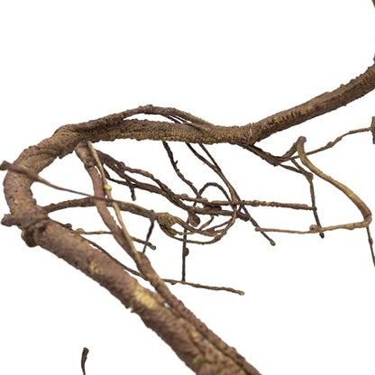 Pangea Reptile Ultimate Vine for Terrarium Habitat (Brown) | 6 ' Long Large Diameter Foam Vine for Reptile Enclosures, Bendable, Humidity Resistant, Bendy Offshoot Branches - color: Brown