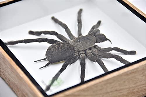 Real Giant Tarantula EURYPEIMA SPINCRUS Spider Taxidermy Boxed Display - color: WOODEN BOX