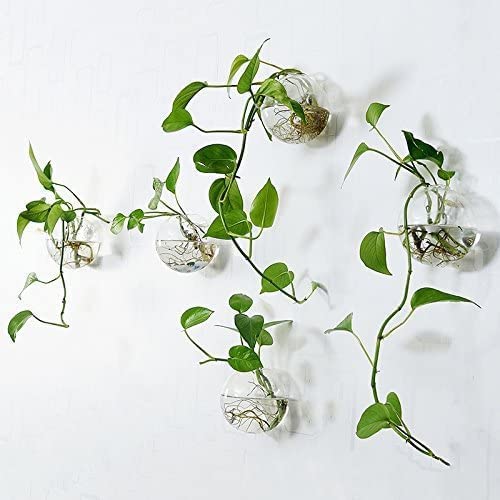 Hanging Wall Planters Pack of 6 Glass Plant Pots Round Wall Vases for Flowers Hanging Propagation Station Glass Plant Holder Wall Terrariums Plant Container