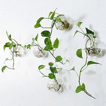 Hanging Wall Planters Pack of 6 Glass Plant Pots Round Wall Vases for Flowers Hanging Propagation Station Glass Plant Holder Wall Terrariums Plant Container