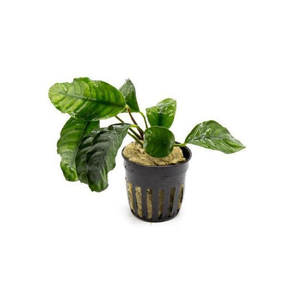 Anubias Live Aquarium Plants - Potted Freshwater Plant for Fish Tanks, Terrariums - Beginner Friendly Low Light (Barteri Coffeefolia, 3 Pots) - color: Coffeefolia, size: 3 Pots