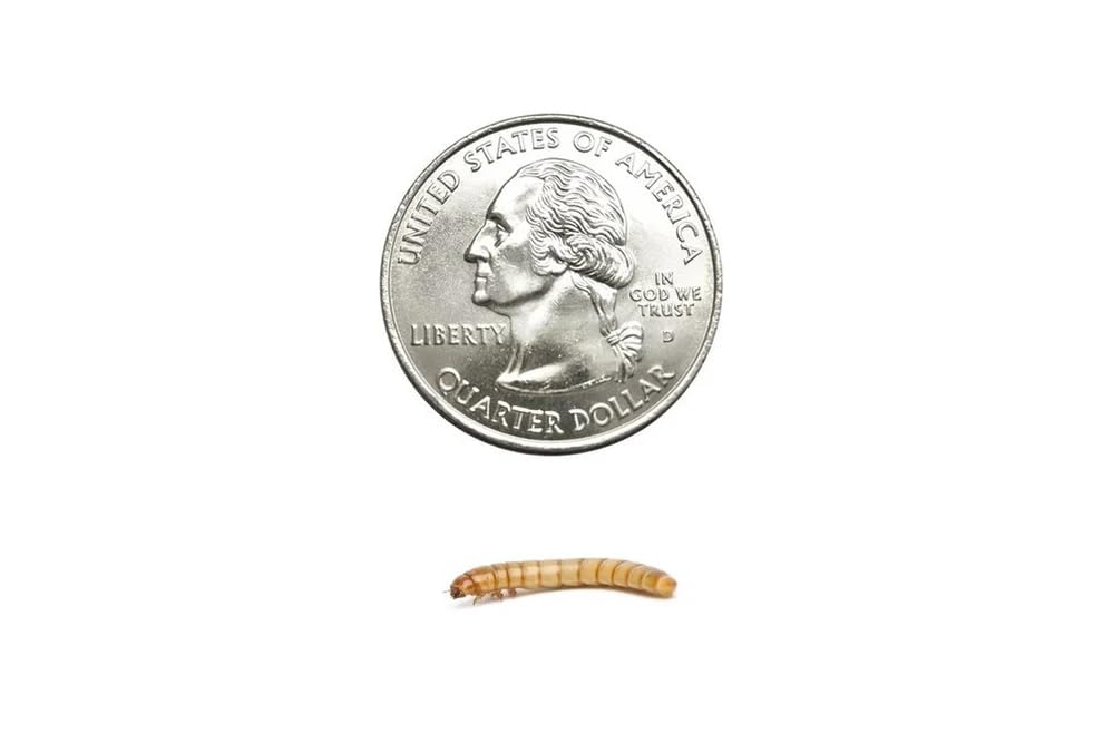 50 Medium Live Mealworms Nutritious Live Reptile Food, Ideal for Reptiles, Packed with Protein, Perfect for Bearded Dragon, Amphibians, Fish and Chickens, Enhances Foraging Instincts - size: 1 Count (Pack of 50), style: Medium
