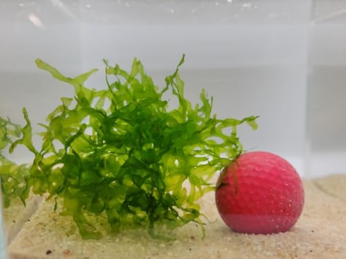 Enchanting Aquatic Moss Collection: Create a Lush Underwater Landscape with Easy-Care Varieties - Perfect for Aquarium Décor and Aquascaping (2 Subwassertang Moss - Golfball Size) - style: 2 Subwassertang Moss - Golfball Size