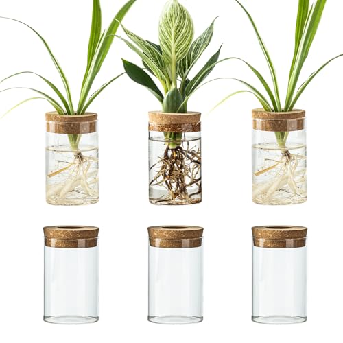 Glass Plant Propagation Station Set of 6, Modern Desktop Flower Vase for Succulent Cuttings, Home Office Decoration, Ideal Housewarming Gift for Living Room, Bedroom