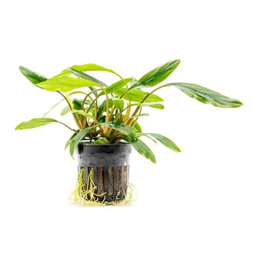 Live Jungle Plant - Homalomena sp. 'Sekadau South' - Easy Care, Low to Medium Light, Green Accent, Freshwater Terrestrial Plant for Paludariums and Ripariums - Pot - color: Homalomena Sp. Sekadau South, size: Pot