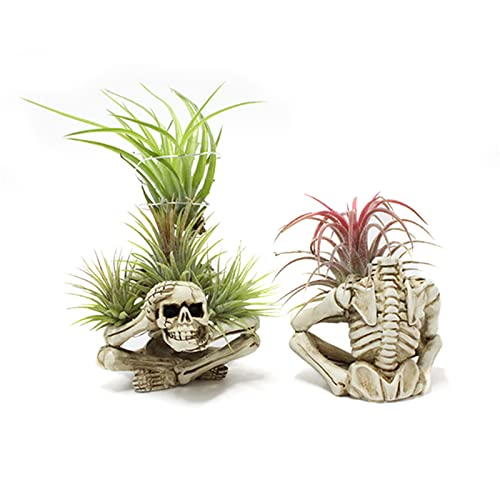 Resin Air Plant Holders,Tilandsia Container,Gothic Skeleton Planter,Halloween Plant Pot,Tillandsia Pot, Skull Table Top Display Planters for Air Plants and Other Mini Plants - size: 3.14 x 2.75 x 2.55''