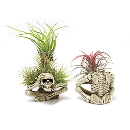 Resin Air Plant Holders,Tilandsia Container,Gothic Skeleton Planter,Halloween Plant Pot,Tillandsia Pot, Skull Table Top Display Planters for Air Plants and Other Mini Plants - size: 3.14 x 2.75 x 2.55''