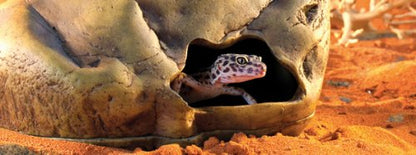 Exo Terra Gecko Cave for Reptiles and Amphibians, Large | Reptile Hideout to Help Alleviate Stress - size: Large
