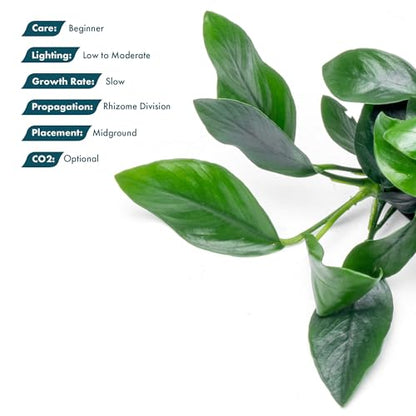 Anubias Live Aquarium Plants - Potted Freshwater Plant for Fish Tanks, Terrariums - Beginner Friendly Low Light (Spear Leaf, 3 Pots) - color: Spear Leaf, size: 3 Pots