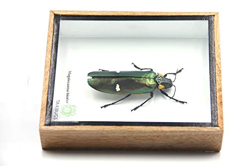 Jewel Beetle Mounts Insect Animals Taxidermy in Framed (Magaloxantsa Bilocor) - style: Magaloxantsa Bilocor