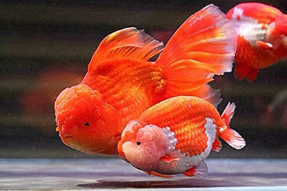 A.D.P. Oranda Goldfish Food, 47% High Protein Floating Pellets with Spirulina & Astaxanthin, Color Enhancing Tropical Fish Feed, 1.5 mm Pellets - 100 g - color: Oranda Food