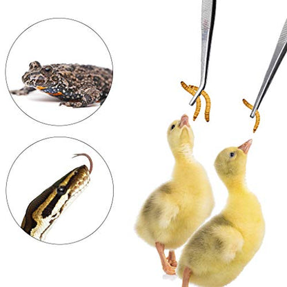 CoCoo Feeding Tongs for Reptiles, Stainless Steel Tweezers, 1 Straight Tip Nipper & 1 Curved Serrated Forcep, Feeds Mealworms, Crickets to Snakes, Geckos, Lizards, Tarantulas, 2pc