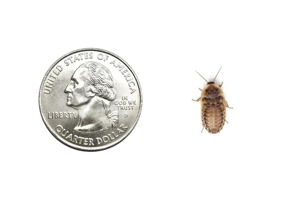 100 Small 1/2 Inch Dubia Roaches Live, Ideal for Amphibians & Invertebrates, Nutritious & Easy to Keep Live Cockroaches, Perfect for Reptiles, Birds, Rodents, Fish, and More