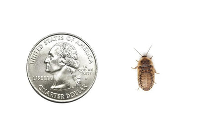 100 Small 1/2 Inch Dubia Roaches Live, Ideal for Amphibians & Invertebrates, Nutritious & Easy to Keep Live Cockroaches, Perfect for Reptiles, Birds, Rodents, Fish, and More
