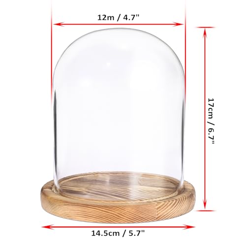 JUXYES 4.5x6 Inch Clear Glass Display Dome Cloche with Walnut Wood Base | Transparent Dome Cloche Bell Terrarium Jar, Glass Dust Proof Display Stand for Plants, Collectibles, Figurines, Keepsakes