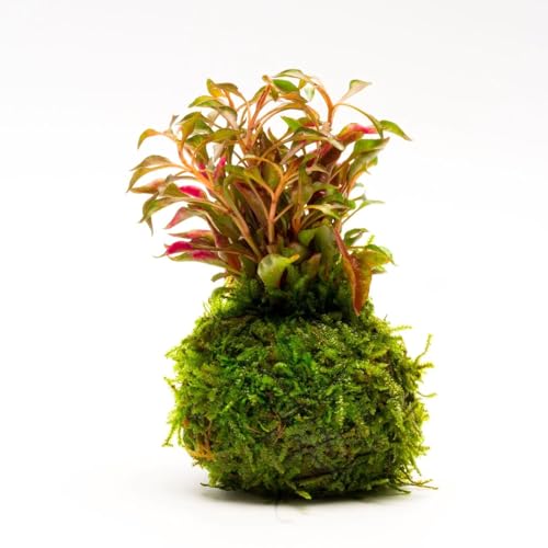 Live Planted Decor - Calico Plant (Alternanthera bettzickiana ‘Red’) on Clay Moss Ball - Pink-Red Stems with Green-Yellow, Medium Light, Midground to Background Placement, 1 Pack - color: Alternanthera Bettzickiana Red on Clay Moss Ball, size: Clay Moss B
