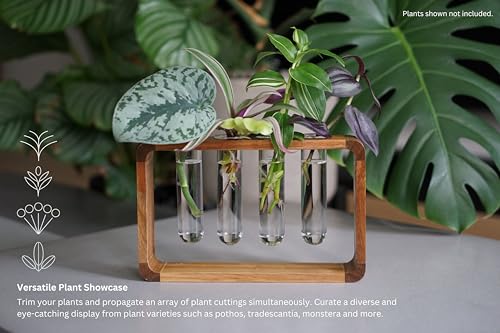 Source & Plot Plant Propagation Station - Acacia Wood Stand with 4 Glass Test Tubes, Tabletop Hydroponic Terrarium Planter Rack for Rooting & Houseplant Decor, Gift for Plant Lovers