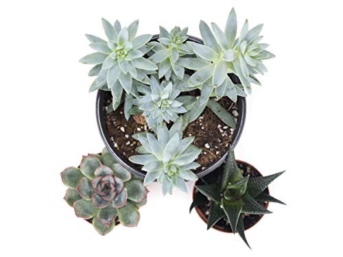 Josh's Frogs Desert Plant Kits for Arid Bioactive Terrariums (Extra Small) - size: Extra Small