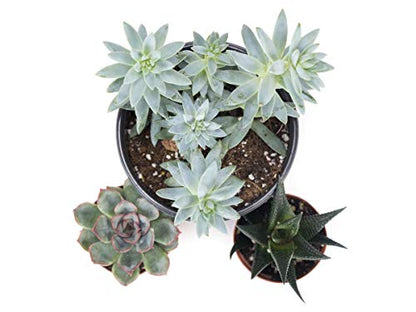 Josh's Frogs Desert Plant Kits for Arid Bioactive Terrariums (Extra Small) - size: Extra Small