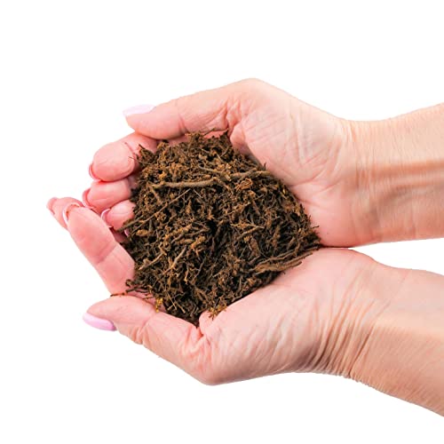 Premium New Zealand Tree Fern by GARDENERA - Orchid and Epiphytal Plants Growing Medium and Reptile Substrate - 1 Quart Bag - size: 1 Quart Bag, style: Tree Fern