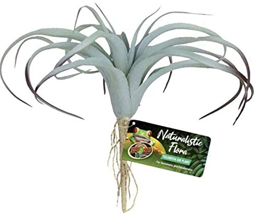Zoo Med Naturalistic Flora, Tillandsia Air Plant