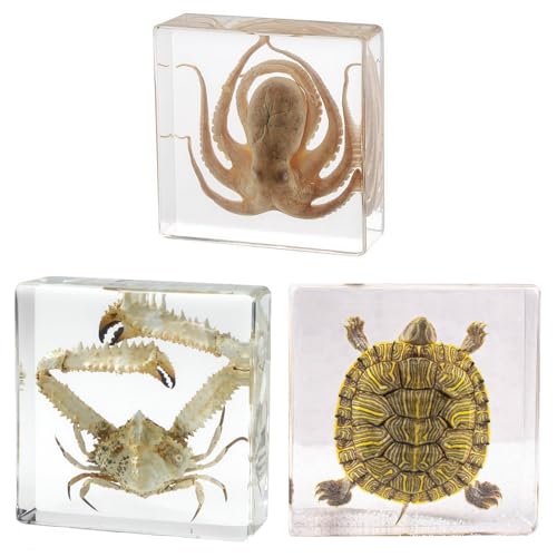 Taxidermy Octopus Turtle Crab, Real Oceans Animals Specimens in Resin Preserved, Clear for Closer-Look & Study, Science Educational Classroom Specimen, for Ornament Decor and Gift (3.0x3.0x0.8-inch) - size: Medium 3pcs