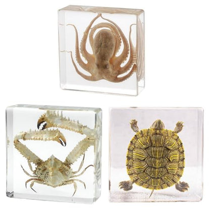 Taxidermy Octopus Turtle Crab, Real Oceans Animals Specimens in Resin Preserved, Clear for Closer-Look & Study, Science Educational Classroom Specimen, for Ornament Decor and Gift (3.0x3.0x0.8-inch) - size: Medium 3pcs