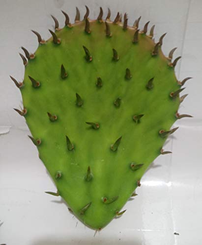 12 Oz FRESH Tortoise Turtle Iguana Reptile SUPER FOOD Spineless Opuntia Prickly Pear Cactus