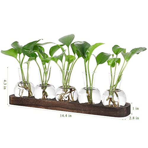 YIBOT Propagation Vases for Plants Terrarium with Wooden Tray,5 Glass Vases | Tabletop Plant Terrarium for Propagating Hydroponic, Retro Glass Planter Flower Vase Home Kitchen Office Decor Gifts - size: 5 Vase-T
