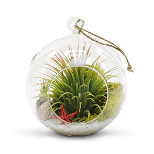 WGVI WGV Hanging Terrarium Globe, Width 6", Height 6.5", DIY Air Succulent Planter, Clear Glass Vase Orb with Flat Bottom, Candle Holder for Windowsill Outdoor Garden Decor, 1 Piece - size: 6" Flat Bottom