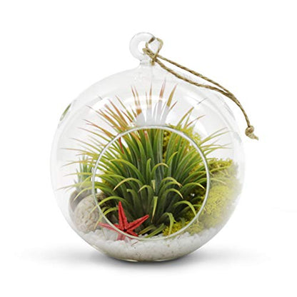 WGVI WGV Hanging Terrarium Globe, Width 6", Height 6.5", DIY Air Succulent Planter, Clear Glass Vase Orb with Flat Bottom, Candle Holder for Windowsill Outdoor Garden Decor, 1 Piece - size: 6" Flat Bottom