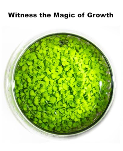 Water Terrarium Kit with 5.9” Glass Bowl, Substrate and Seeds | Create Your Own Indoor Garden | DIY Complete Set for Simple, Stunning Growth Unique Gift for Nature Lover | Desktop Decor - size: 5.9" H - 5.9" W