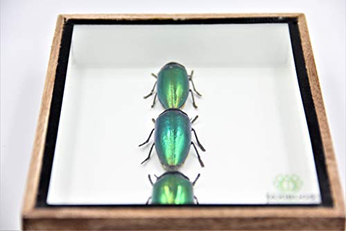 Jewel Beetle Mounts Insect Animals Taxidermy in Framed (3 Sternocera Aeguisignata Closed Wings) - style: 3 Sternocera Aeguisignata Closed Wings